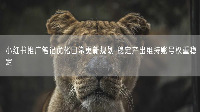 小红书推广笔记优化日常更新规划 稳定产出维持账号权重稳定