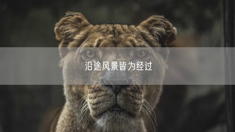 沿途风景皆为经过