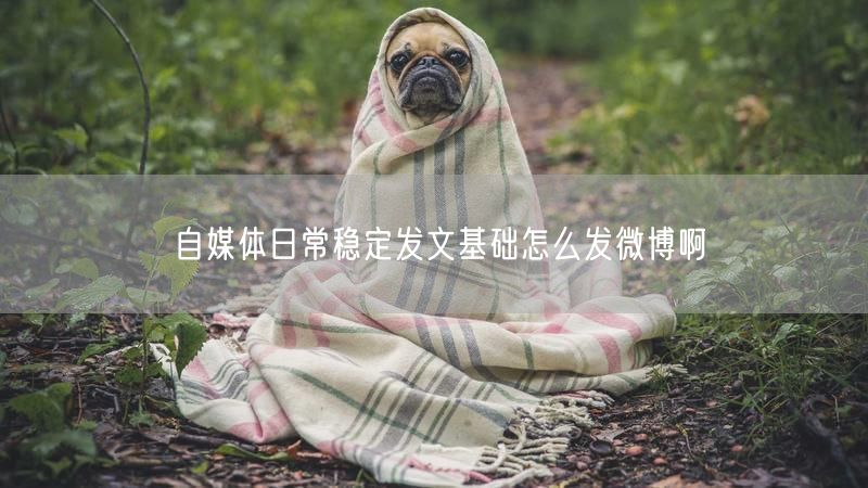 自媒体日常稳定发文基础怎么发微博啊